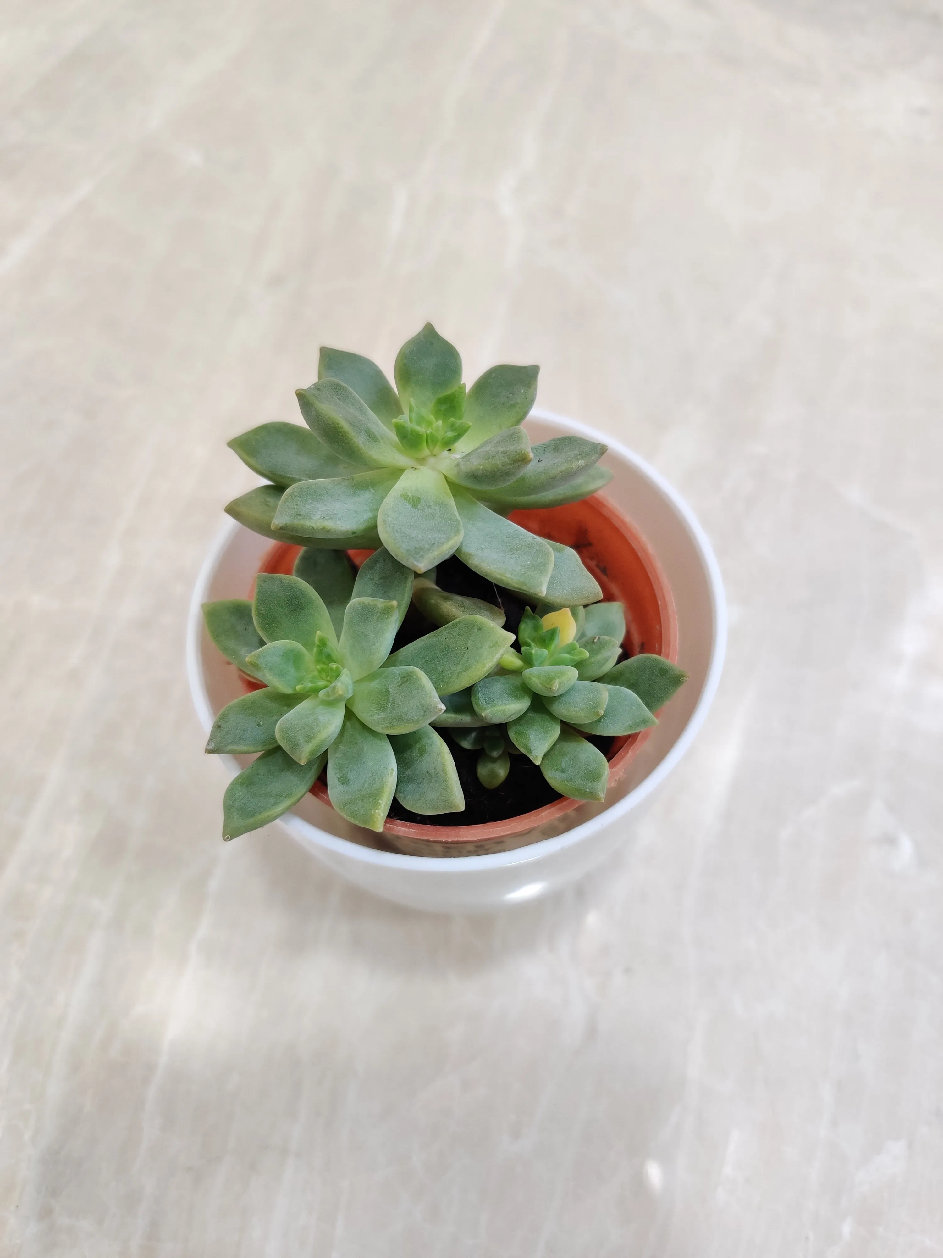 Resilient Succulent Plants For Corporate Gifting