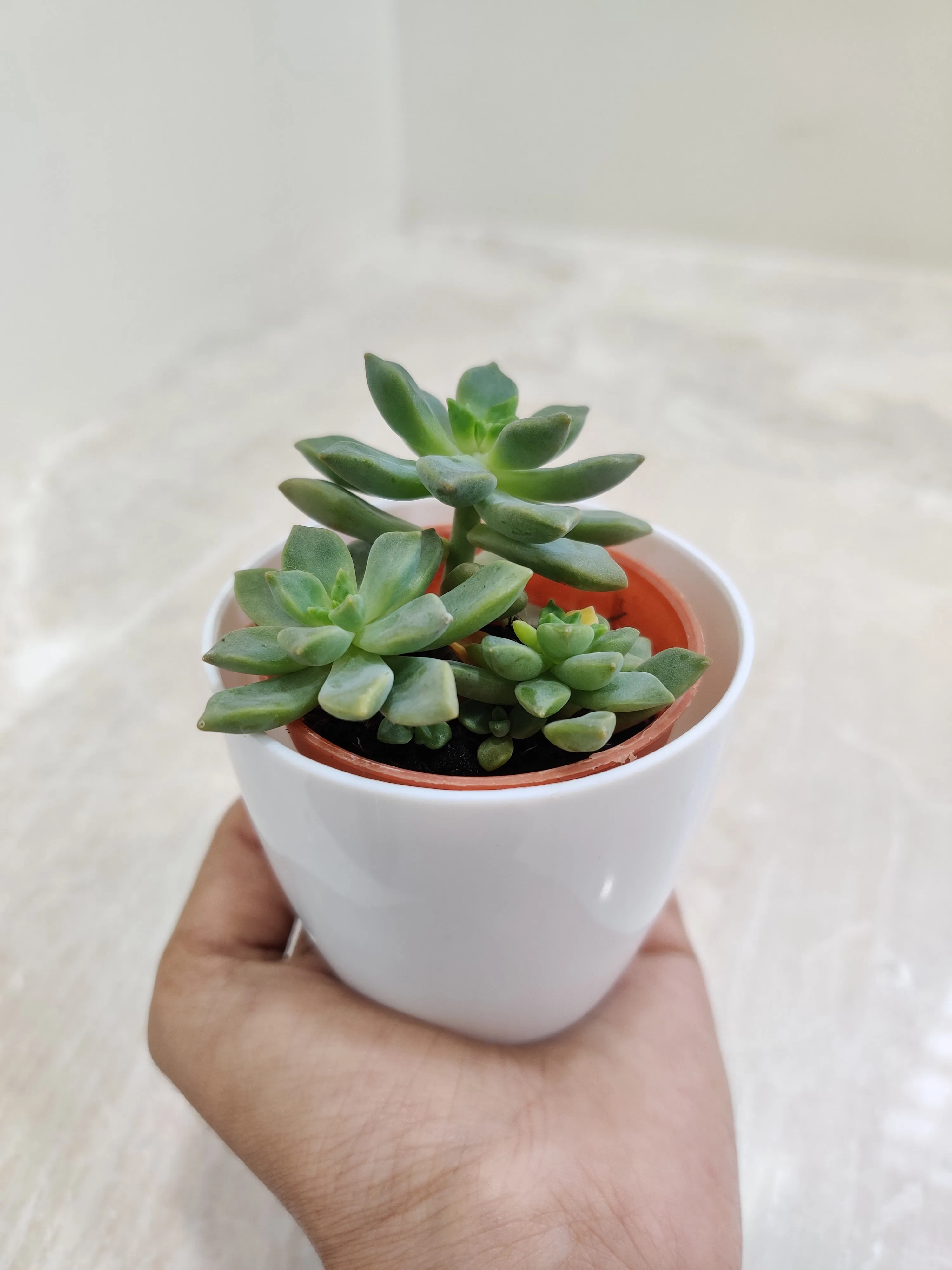 Resilient Succulent Plants For Corporate Gifting