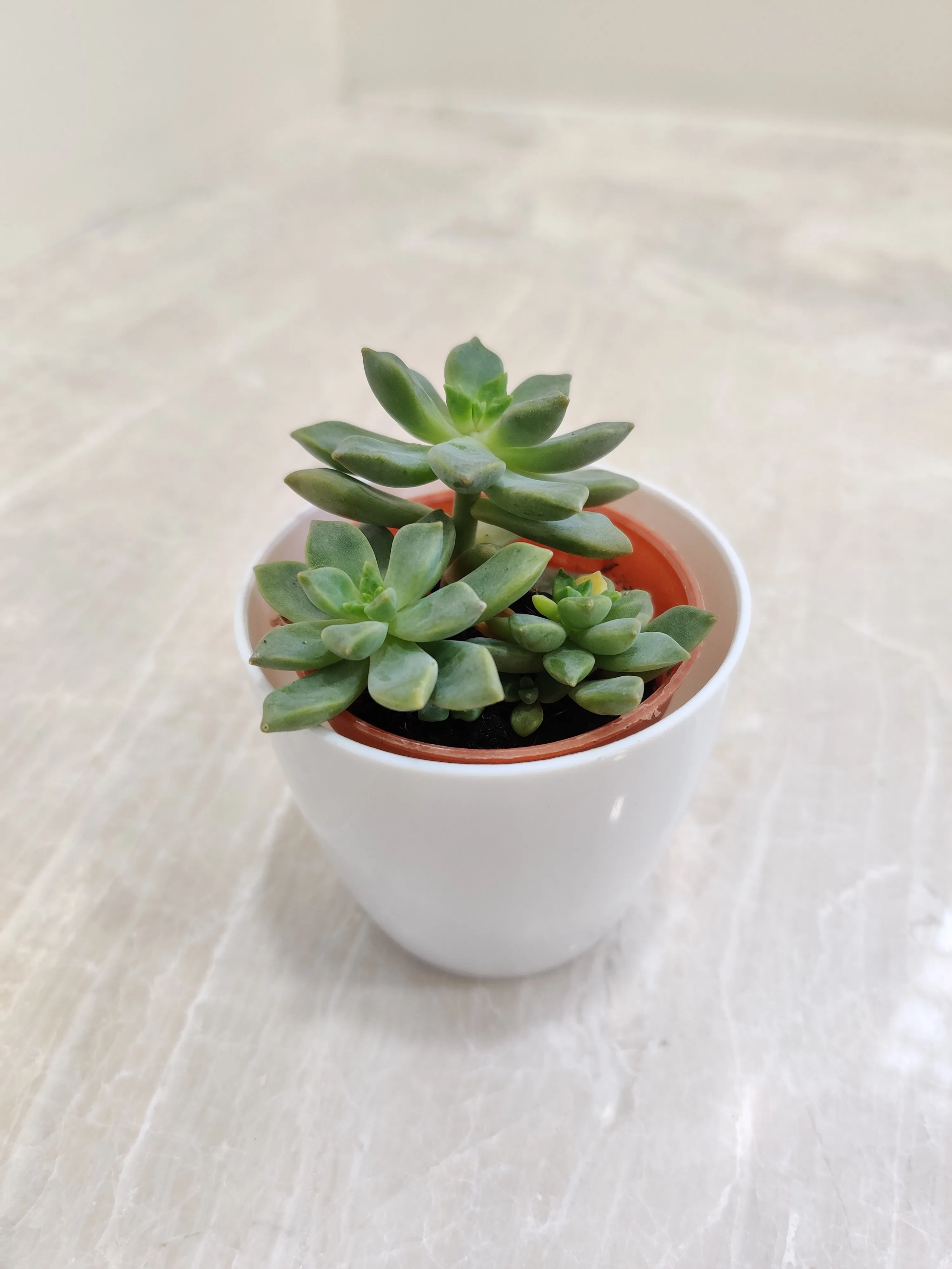 Resilient Succulent Plants For Corporate Gifting